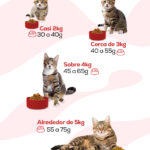 Gato de 3 meses: cuidados, peso y alimentación gato-de-3-meses-cuidados-peso-y-alimentacion