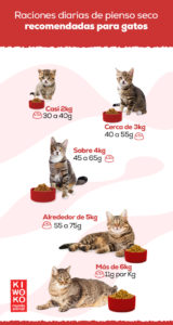 Gato de 3 meses: cuidados, peso y alimentación