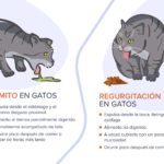 Gato vomita pienso: causas comunes y soluciones gato-vomita-pienso-causas-comunes-y-soluciones