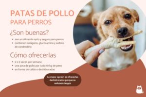 Hueso de pollo para perros: ¿es seguro o peligroso?