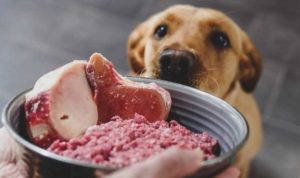 Los ensayos de eliminación de alimentos para perros valen la pena