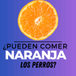 los-perros-pueden-comer-naranja-guia-completa