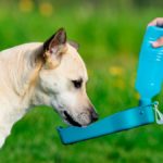 Mantener a su perro hidratado mantener-a-su-perro-hidratado