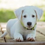 Mejores razas de perros para vivir en pisos