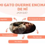 Mi gato duerme encima de mí: significado y razones mi-gato-duerme-encima-de-mi-significado-y-razones