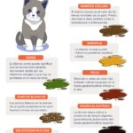 Mi gato tiene diarrea pero sigue comiendo: qué significa mi-gato-tiene-diarrea-pero-sigue-comiendo-que-significa