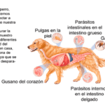 Mi perra no come: causas y qué hacer