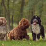 Perro de agua mini: características y cuidados perro-de-agua-mini-caracteristicas-y-cuidados