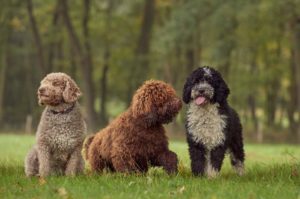 Perro de agua mini: características y cuidados