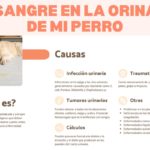Perro orina con sangre: causas y tratamiento perro-orina-con-sangre-causas-y-tratamiento