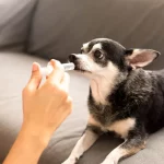 Perros con lombrices: cómo detectarlas y tratarlas perros-con-lombrices-como-detectarlas-y-tratarlas