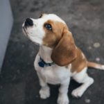 Perros tranquilos para pisos: razas ideales para espacios pequeños perros-tranquilos-para-pisos-razas-ideales-para-espacios-pequenos