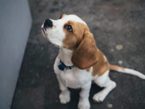 Perros tranquilos para pisos: razas ideales para espacios pequeños