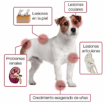 Picadura de mosquito en perros: síntomas y tratamiento picadura-de-mosquito-en-perros-sintomas-y-tratamiento
