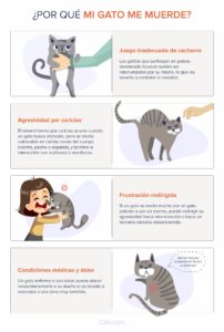 Por qué mi gato me muerde: causas y soluciones