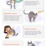 Por qué mi gato me muerde fuerte: causas y soluciones por-que-mi-gato-me-muerde-fuerte-causas-y-soluciones
