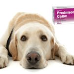 Prednisona para perros: usos, dosis y efectos secundarios prednisona-para-perros-usos-dosis-y-efectos-secundarios