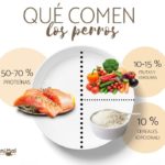 Qué comen los perros: guía básica de alimentación que-comen-los-perros-guia-basica-de-alimentacion
