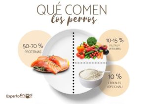 Qué comen los perros: guía básica de alimentación