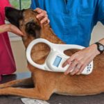 Qué hacer cuando muere un perro con chip que-hacer-cuando-muere-un-perro-con-chip
