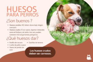Qué huesos pueden comer los perros y cuáles evitar