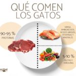 ¿Qué pueden comer los gatos? guía de alimentación que-pueden-comer-los-gatos-guia-de-alimentacion