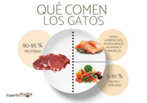 ¿Qué pueden comer los gatos? guía de alimentación