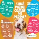 que-pueden-comer-los-perros-ademas-del-pienso