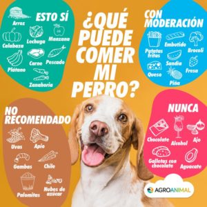 ¿Qué pueden comer los perros además del pienso?