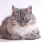 Razas de gatos hipoalergénicos: opciones para alérgicos razas-de-gatos-hipoalergenicos-opciones-para-alergicos