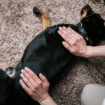 Terapia de masaje canino terapia-de-masaje-canino