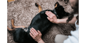 Terapia de masaje canino