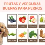verduras-que-pueden-comer-los-perros-lista-completa