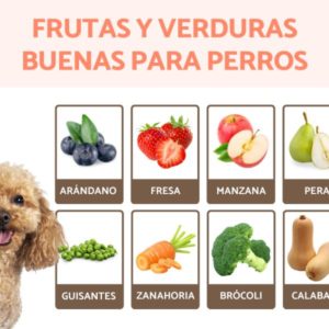 Verduras que pueden comer los perros: lista completa