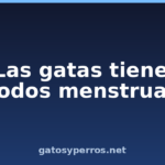 ¿Las gatas tienen períodos menstruales?