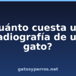 ¿Cuánto cuesta una radiografía de un gato? ¿Cuánto cuesta una radiografía de un gato?
