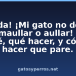 ¡Ayuda! ¡Mi gato no dejará de maullar o aullar! Por qué, qué hacer, y cómo hacer que pare. ¡Ayuda! ¡Mi gato no dejará de maullar o aullar! Por qué, qué hacer, y cómo hacer que pare.