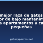 La mejor raza de gatos de interior de bajo mantenimiento para apartamentos y casas pequeñas La mejor raza de gatos de interior de bajo mantenimiento para apartamentos y casas pequeñas