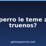 ¿Tu perro le teme a los truenos?