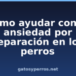 Cómo ayudar con la ansiedad por separación en los perros