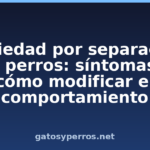 Ansiedad por separación en perros: síntomas y cómo modificar el comportamiento