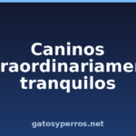 Caninos extraordinariamente tranquilos