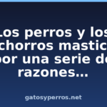 Los perros y los cachorros mastican por una serie de razones... Los perros y los cachorros mastican por una serie de razones…