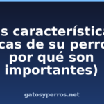 Las características físicas de su perro (y por qué son importantes) Las características físicas de su perro (y por qué son importantes)