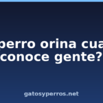 ¿Tu perro orina cuando conoce gente? ¿Tu perro orina cuando conoce gente?