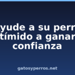 Ayude a su perro tímido a ganar confianza Ayude a su perro tímido a ganar confianza