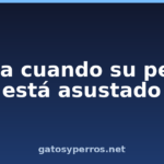 Sepa cuando su perro está asustado Sepa cuando su perro está asustado