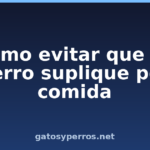 Cómo evitar que su perro suplique por comida