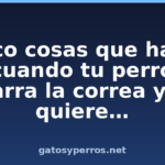 Cinco cosas que hacer cuando tu perro agarra la correa y no quiere…