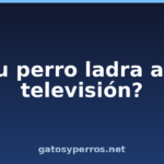 ¿Tu perro ladra a la televisión? ¿Tu perro ladra a la televisión?